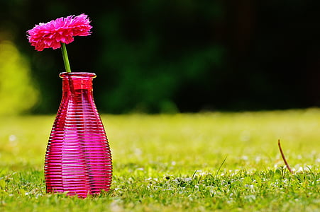 ваза, стъкло, цвете, декорация, розово, прозрачен, Деко