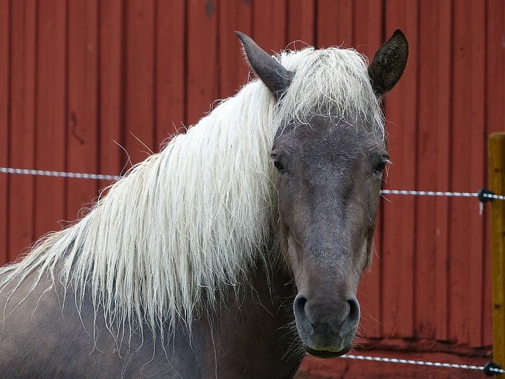 horse, animal, pferdeportrait, brown, white mane