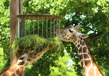 girafas, animais, jardim zoológico, fechar, cabeça, animal selvagem, comida