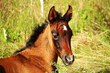 paard, veulen, volbloed Arabische, bruin schimmel, hoofd van het paard, gras, grasland