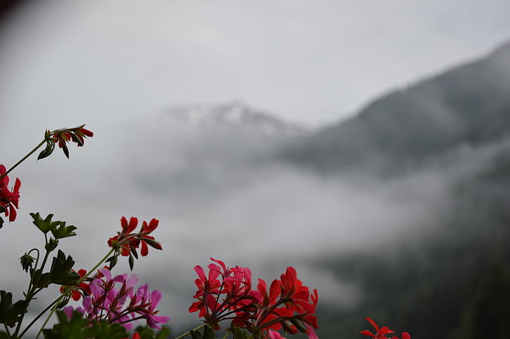 βουνά, λουλούδι, βουνό, σύννεφο