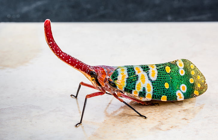 canthigaster cicada, fulgoromorpha, Комаха, proboscis, довгий, червоний, барвистий