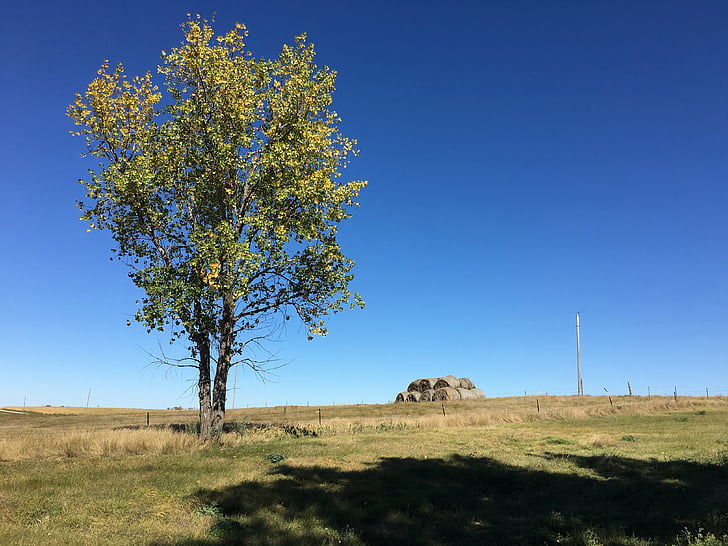 farm, tree, shadow, outdoors, landscape, rural