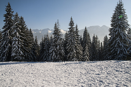 arbre, l'hivern, neu a l'arbre, gelades, coníferes, neu, paisatge