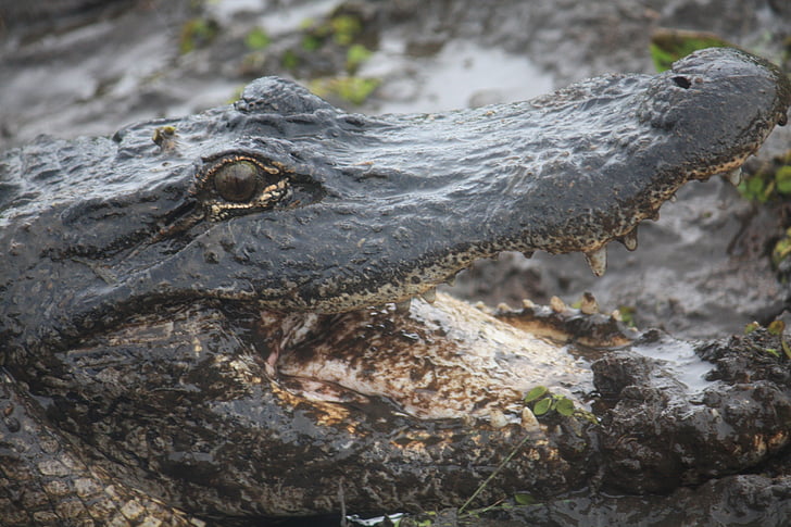 bayou, louisiana, aligator, reptile, fauna, predator, head