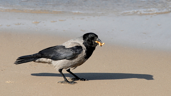 crow, food, beach