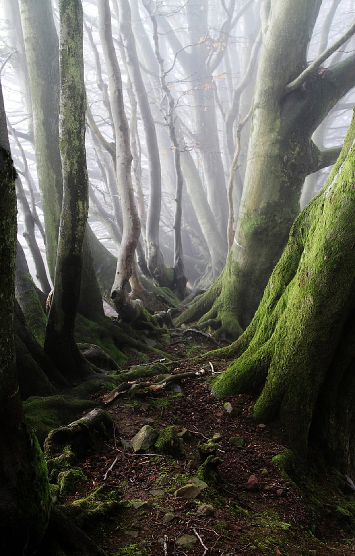 foggy, forest, moss, nature, outdoors, trees, woods