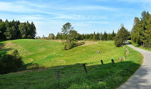 Meadow, cách, con bò, đất đồng cỏ, hàng rào, mùa hè, bầu trời