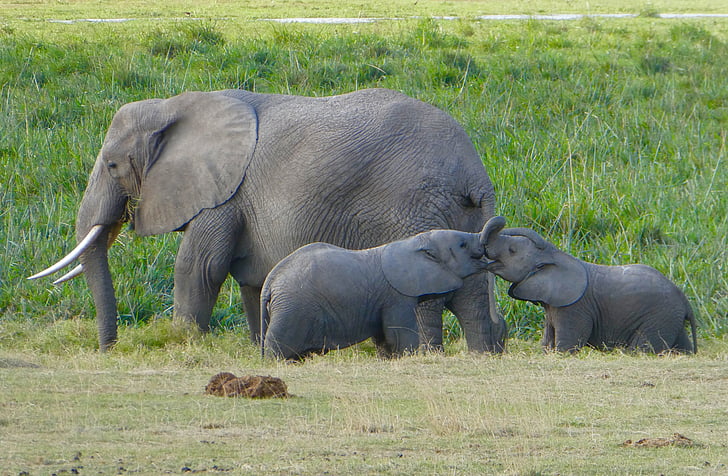Kenya, éléphant, Amboseli, animaux à l’état sauvage, herbe, animal thèmes, animaux Safari