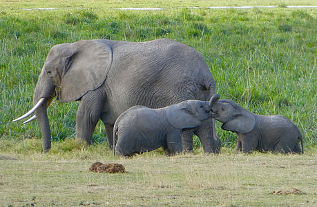 Kenya, éléphant, Amboseli, animaux à l’état sauvage, herbe, animal thèmes, animaux Safari