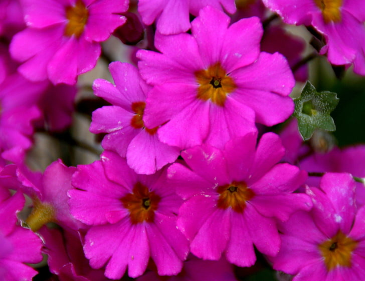 blomst, forår, kronblade, farve, Pink