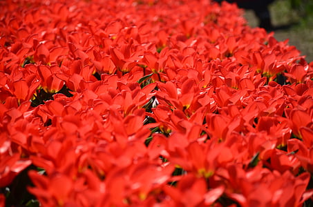 tulipes, Holland, Michigan, fleurs, jardin, coloré, rouge