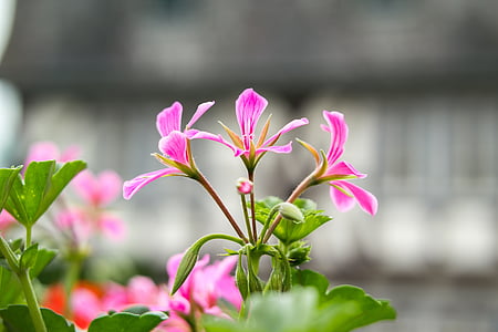 Geranium, Cranesbill, różowy, Violet, fioletowy, kwiat, Bloom