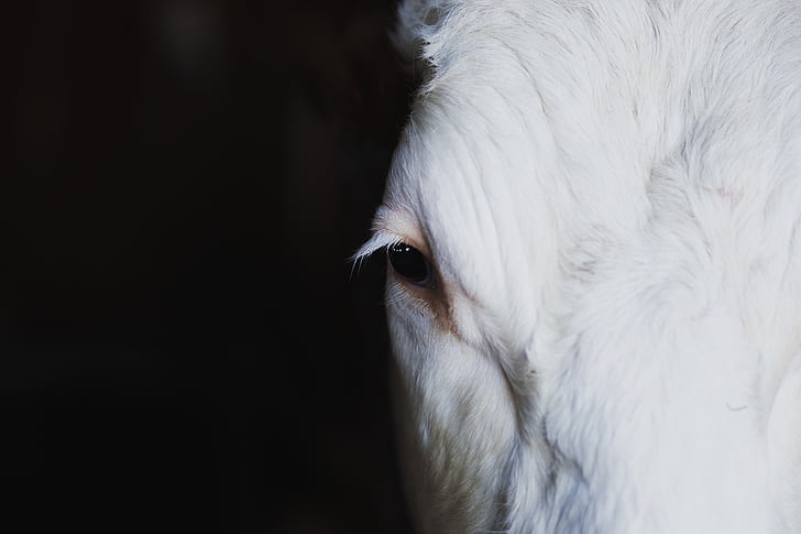Blanco, cabra, ojo, vaca, animal, cabeza, un animal