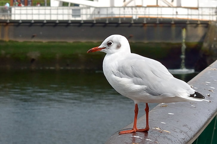 Seagull, pájaro, Puerto de belfast, agua, animal, naturaleza, flora y fauna