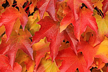herfst, Herfstkleuren, Herfstbladeren, achtergrond, achtergrondafbeelding, helder, Close-up