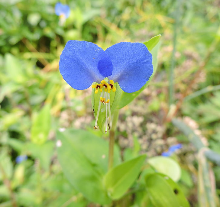 dayflower, commelinaceae, mėlynos gėlės, dviejų žiedlapių, Dekoratyviniai, sodo tulln, uždaryti