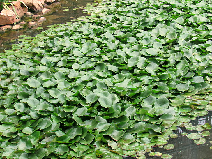 hyacinth de água, Lagoa, jardim, planta, aquática, macrófitas, Eichhornia