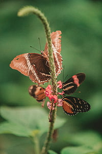 kupu-kupu, ngengat, serangga, makro, menutup, nektar, serbuk sari