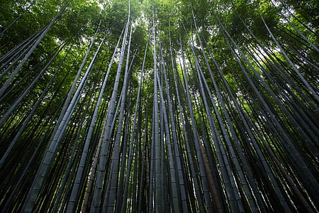 Vaade, bambusest, puud, metsa, loodus, puit, pikk - kõrge
