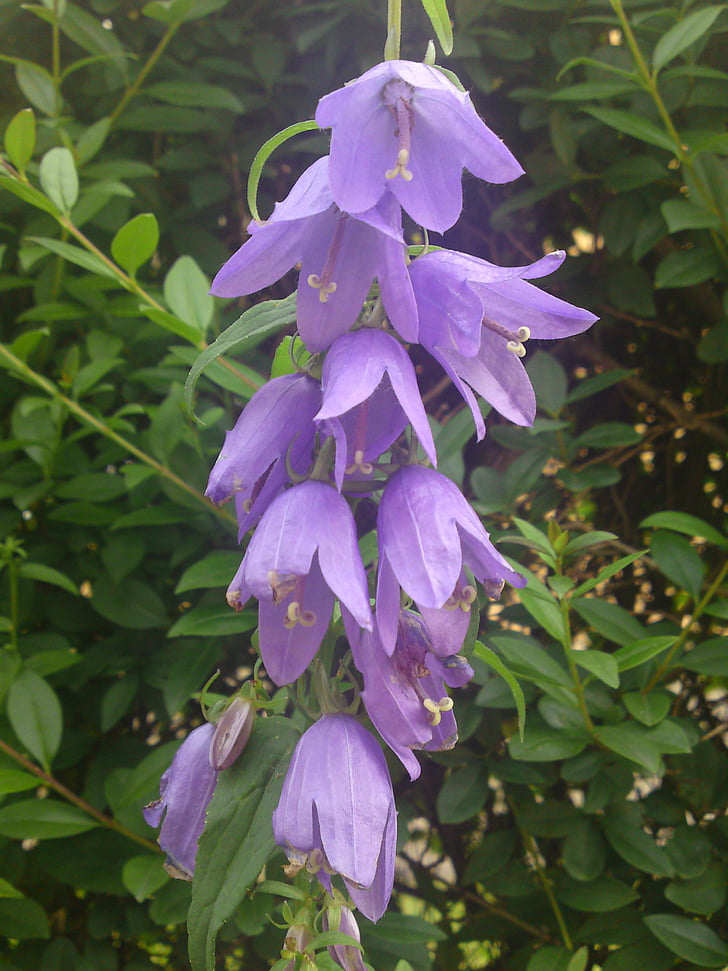 kukka, Villi kukka, violetti, Bellflower