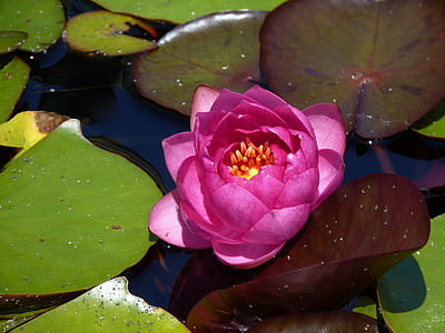 water lily, pink, lake, pond, water, nature, flowers