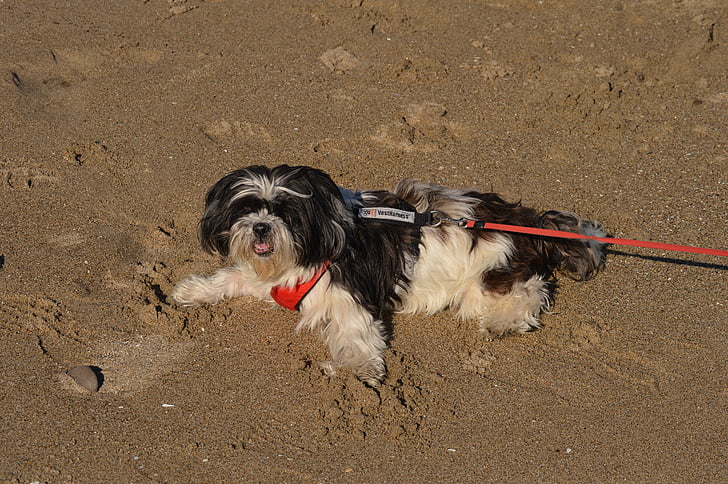 Hund, Strand, Sand, Ozean, niedlich, Eckzahn, Spaß