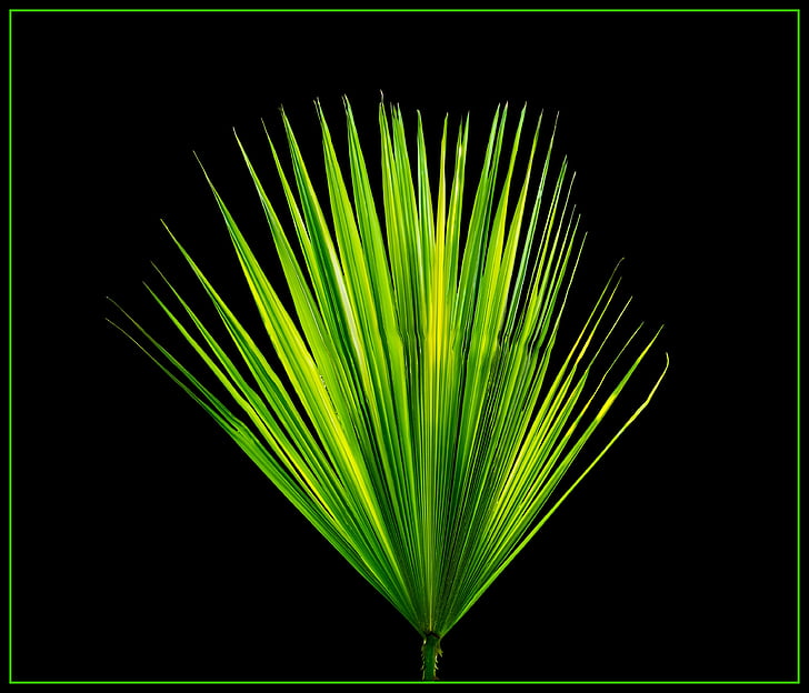 feuille de palmier, nouvelle feuille de route, palmier, couleur verte, nature, arrière-plans, Résumé