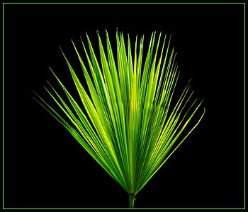 Palmový list, nový list, palmové listy, zelená barva, Příroda, pozadí, Abstrakt