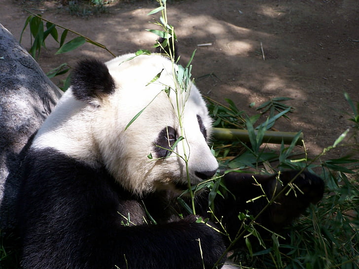 Panda, jättepanda, Zoo, San diego zoo, hotade, djur, Björn