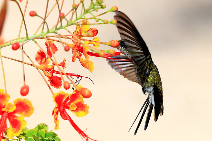 Kolibri, Kuba, prosto živeče živali, ena žival, ptica, ki plujejo pod, živali prosto živeče živali