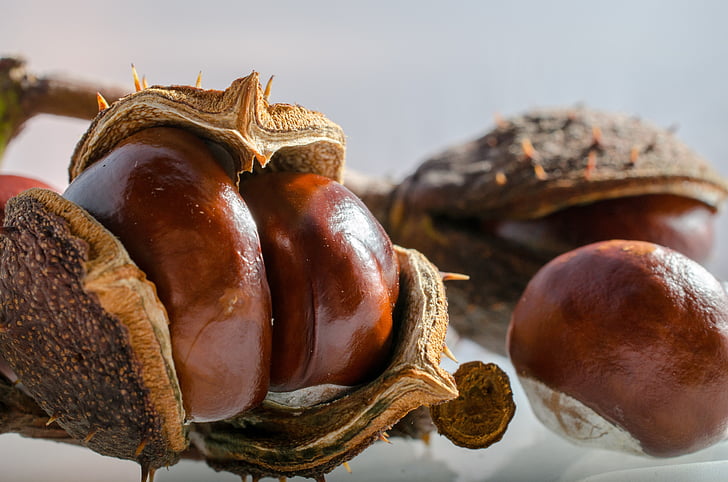 horse chestnut, autumn, crop, cradle, brown, food, close-up