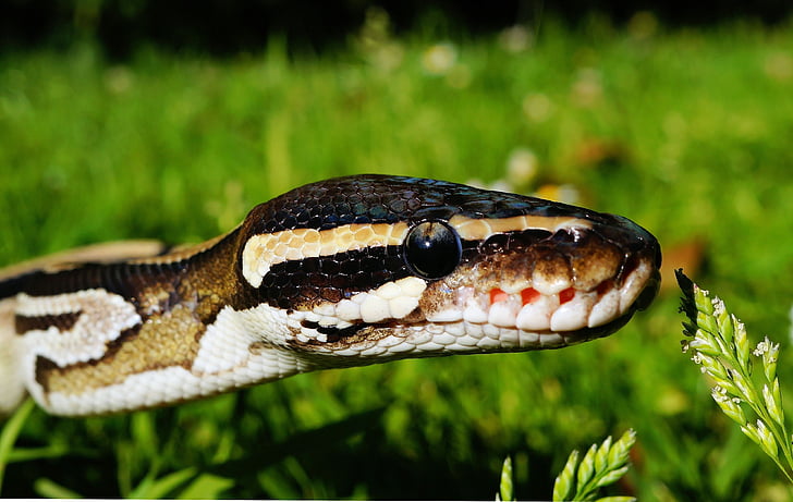 brown, white, ball, closeup, photo, beauty, Snake