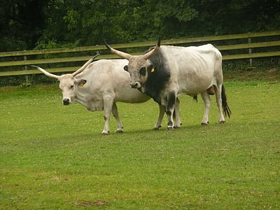 ハンガリーの灰色の牛, 角, サンフランシスコ, フライブルク, 国内の動物, 牛, 牛
