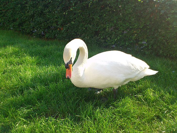 swan, bird, animals, birds, meadow