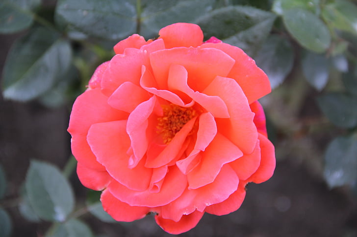 rose, flower, blossom, bloom