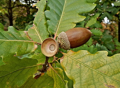 oak tree, acorns, oak, nature, tree, leaf, autumn