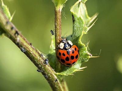 ladybug, beetle, insect, nature, animal, close-up, plant
