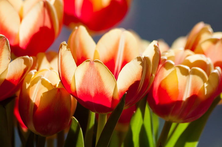 Tulip, fleur de printemps, fleur, Blossom, Bloom, jaune, rouge