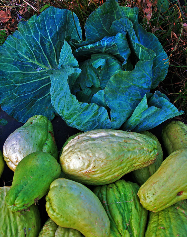 cabbage, head, shu-shu, squash, vine, vegetable, produce