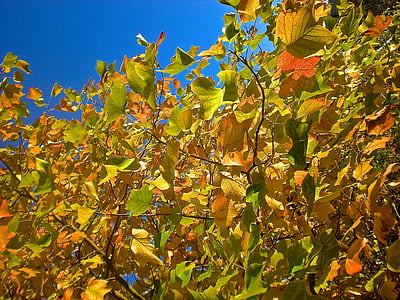 rudens, zaļumi, koks, daba, oranža, dzeltena, rudens lapas