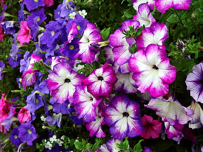 flowers, blossom, bloom, plant, nature, pink, violet