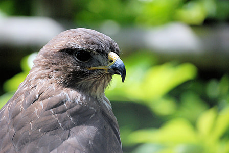 common buzzard, buteo buteo, bird of prey, raptor, predator, close-up