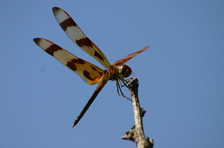 zmaj, letenje, insektov, Dragonfly, krila, velike, modra