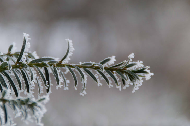 Winter, reif, Filiale, Natur, Zing, gefroren, Frost