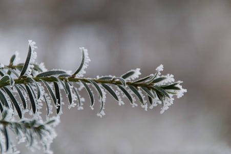 hiver, mûres, Direction générale de la, nature, Zing, congelés, gel