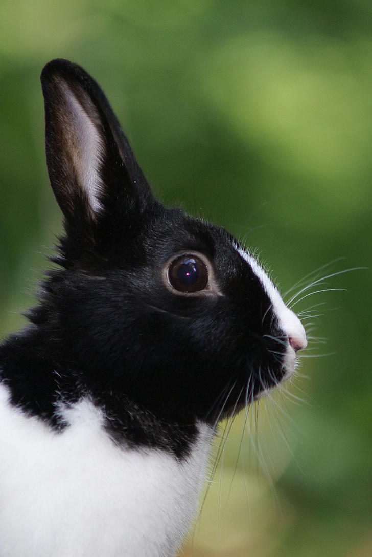 Zajac, králik, portrét, čierna, biela
