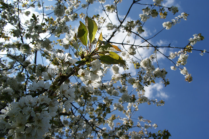 vyšnia, gėlės, medis, dangus, pavasarį, žydėjimo, balta