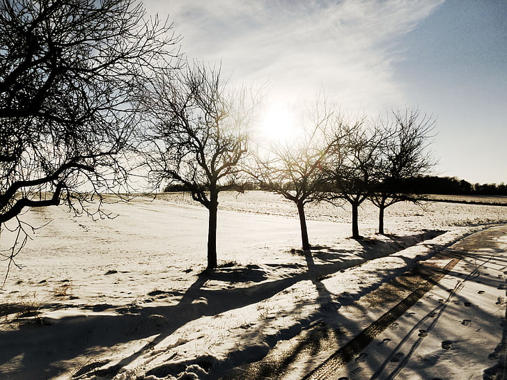 winter, landscape, snow, trees, cold