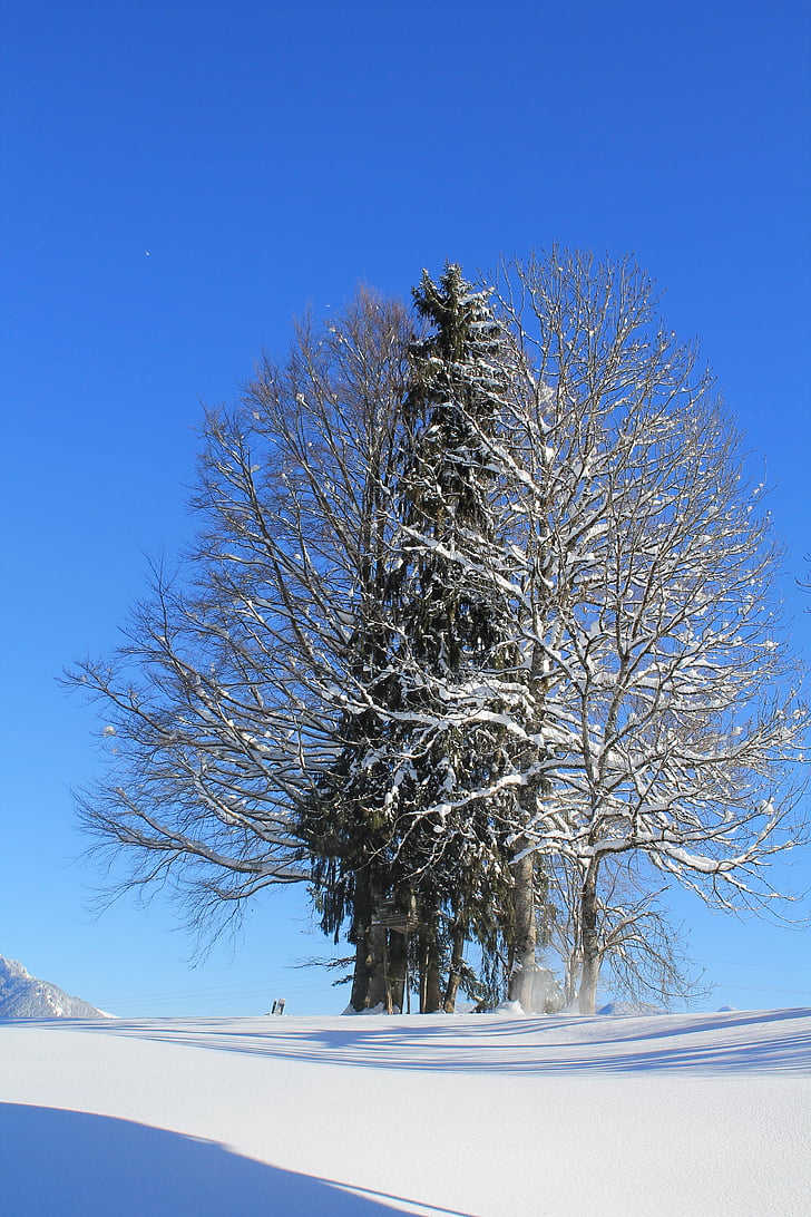 зимни, пейзаж, дърво, сняг
